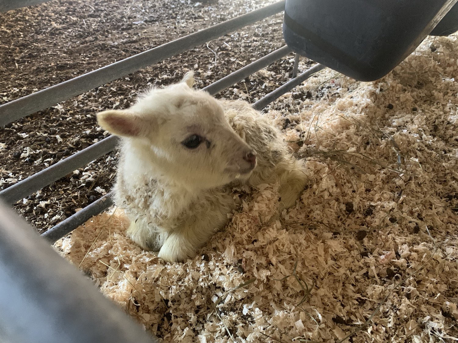 animals at Nederberga Valley