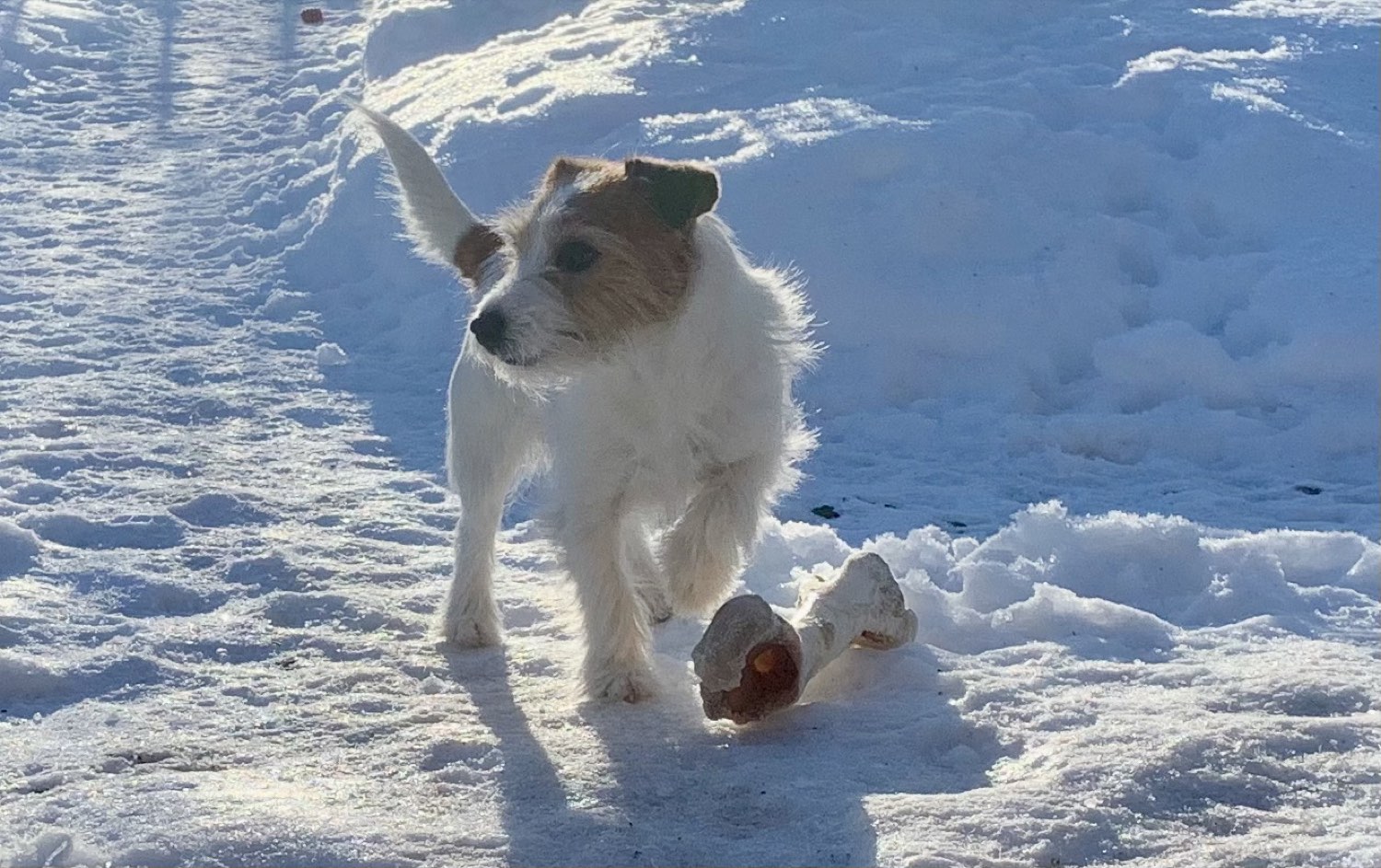 animals at Nederberga Valley