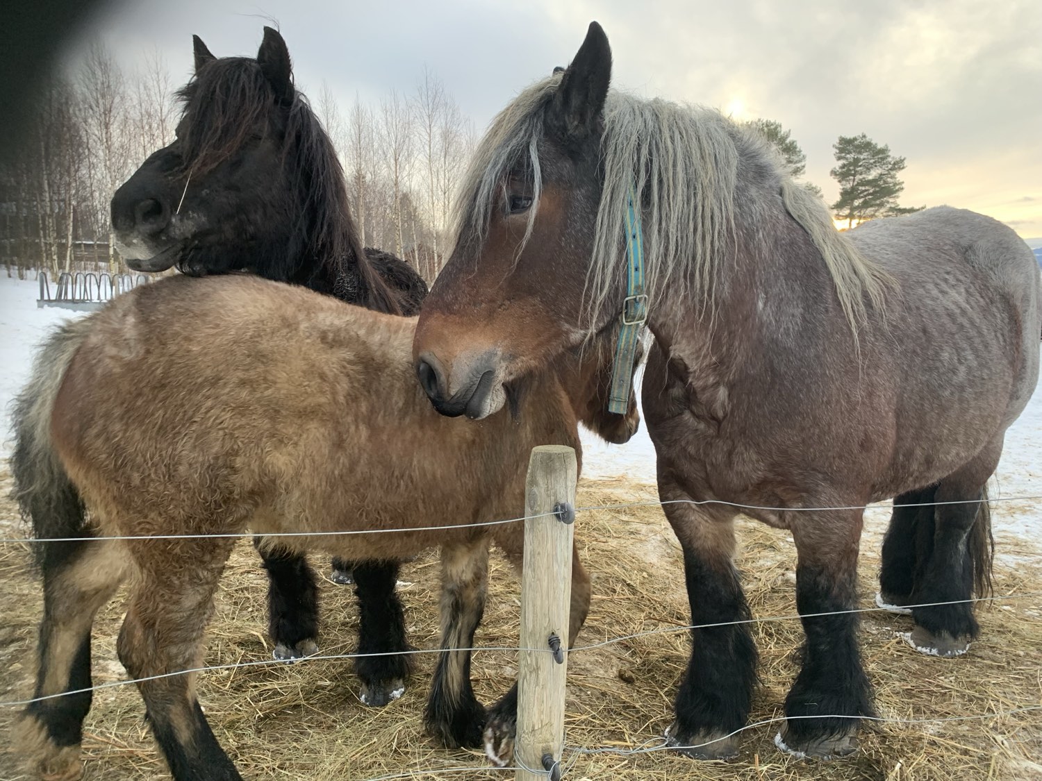 animals at Nederberga Valley