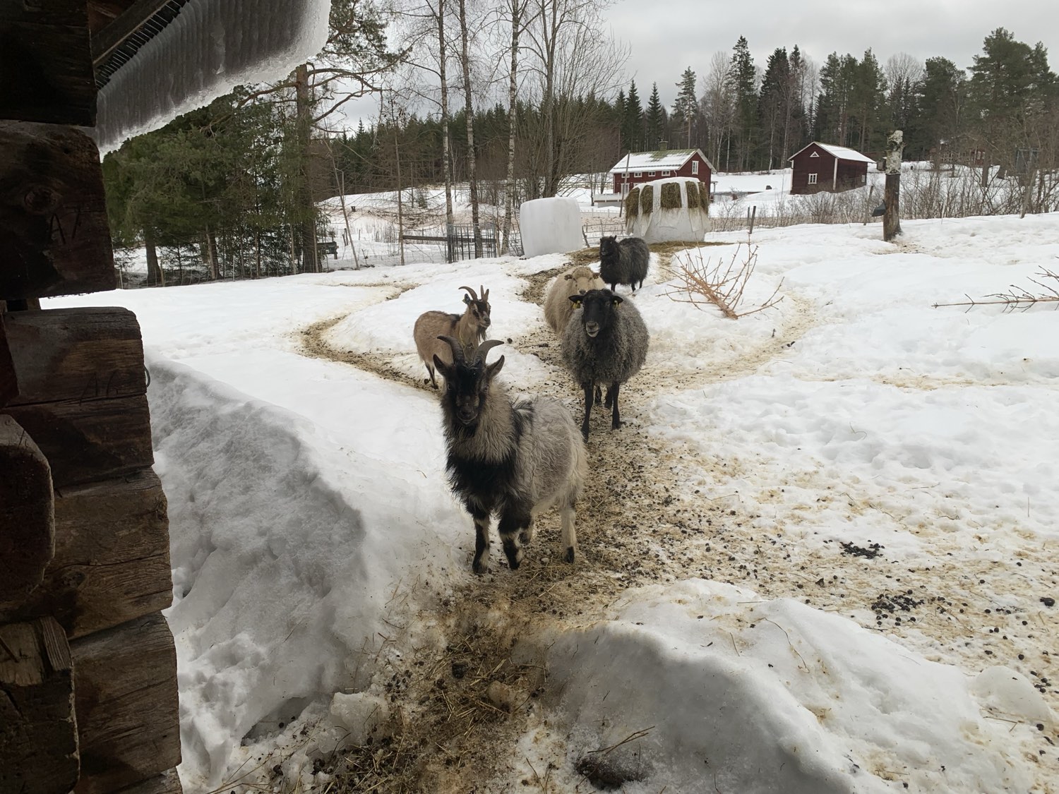animals at Nederberga Valley