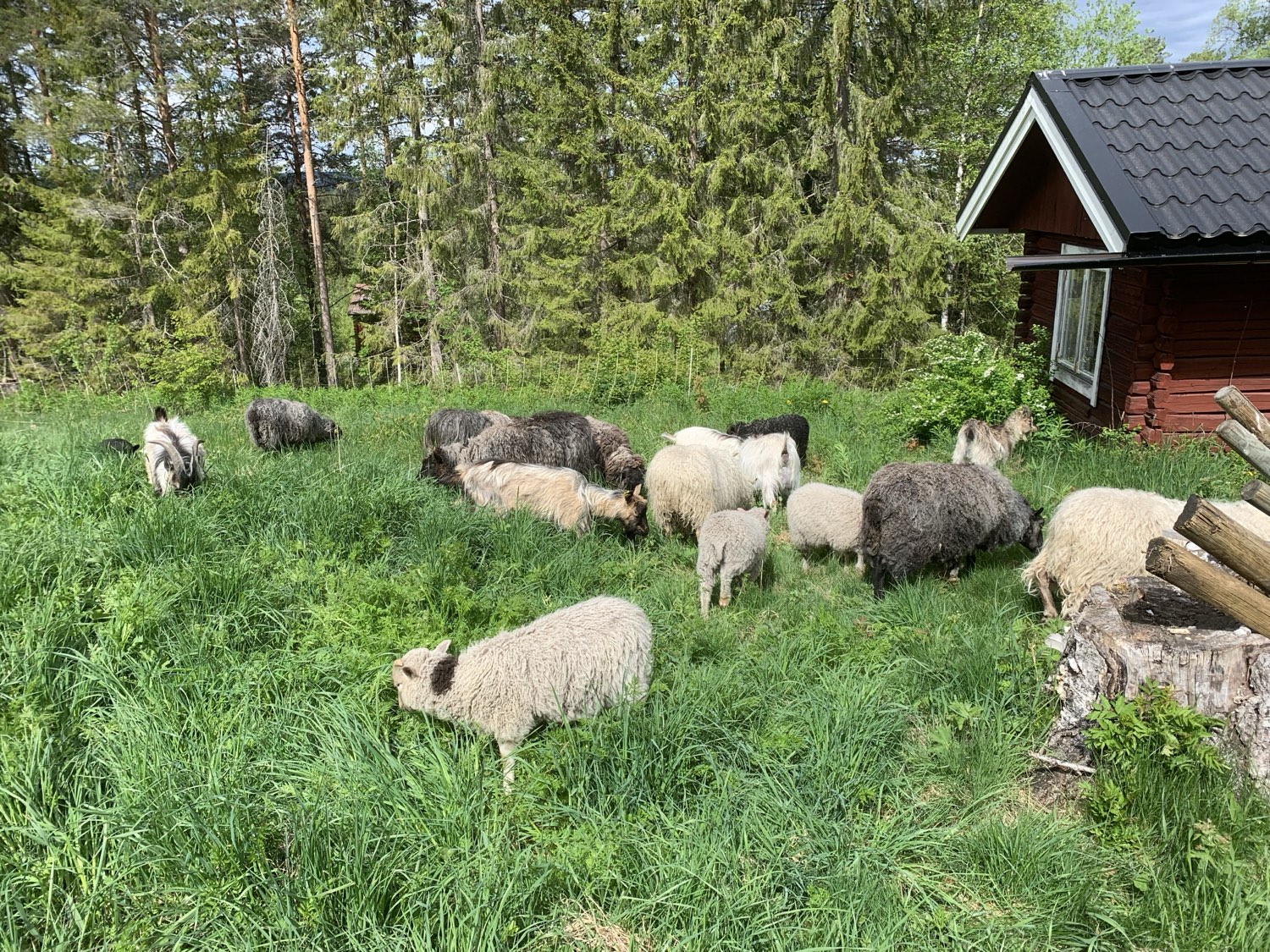 A small flock of sheep and lambs grazing in long grass beside a red timber cabin