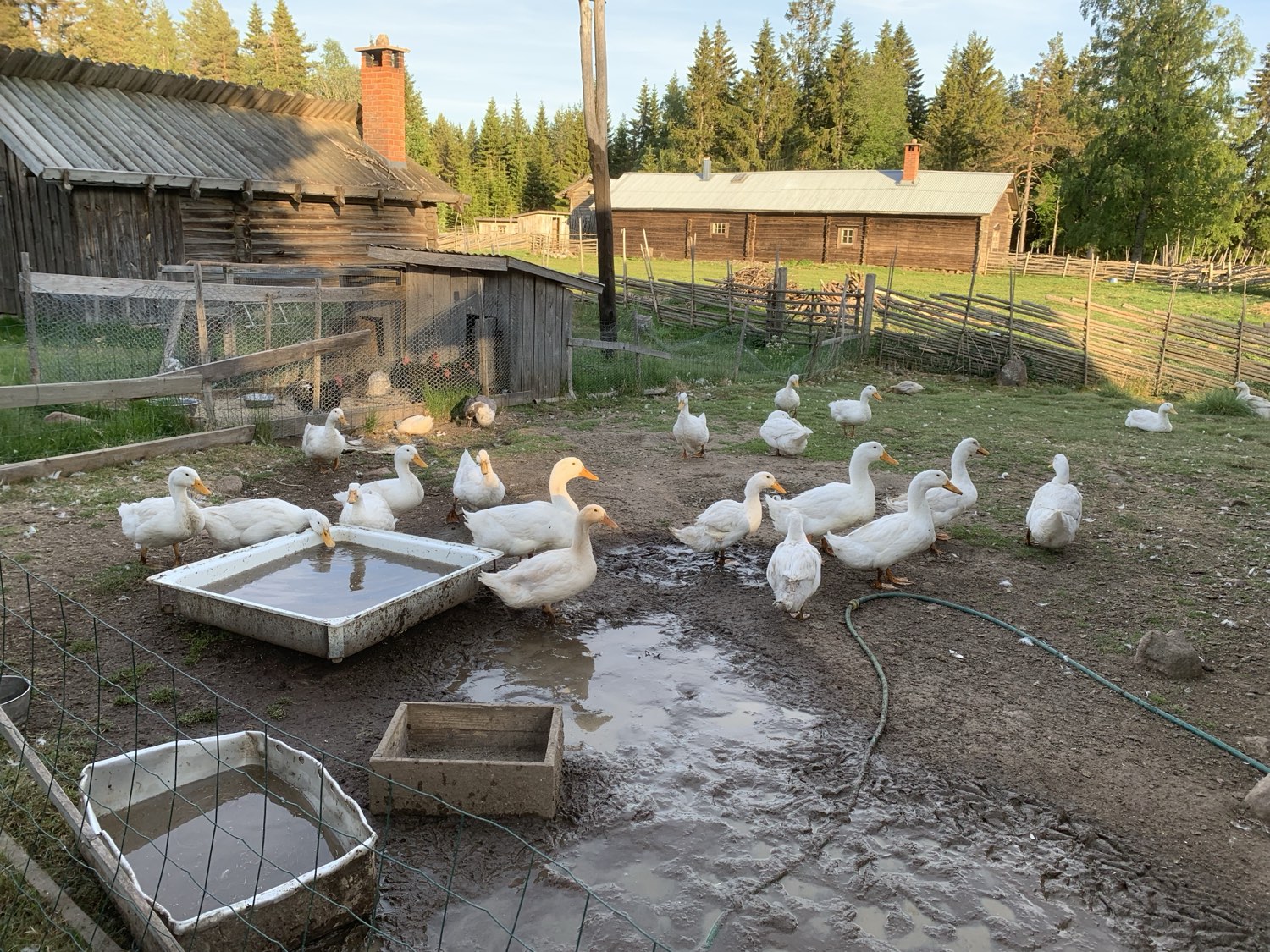 animals at Nederberga Valley