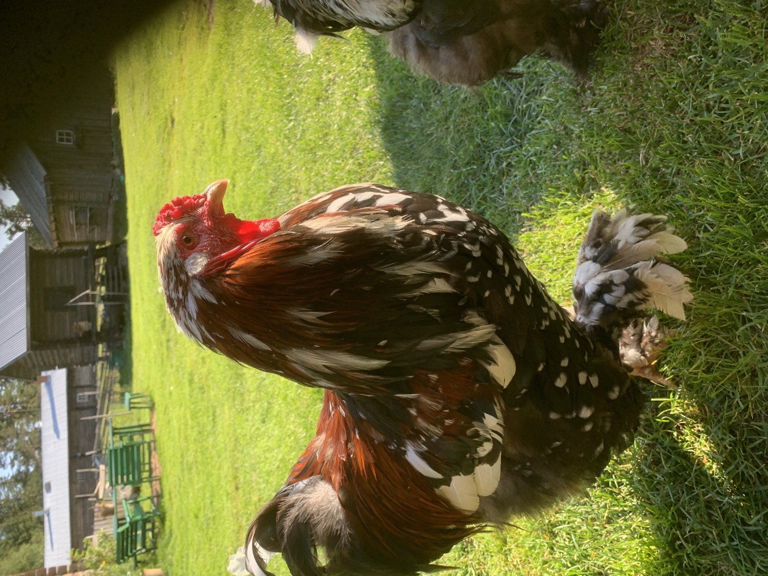 animals at Nederberga Valley