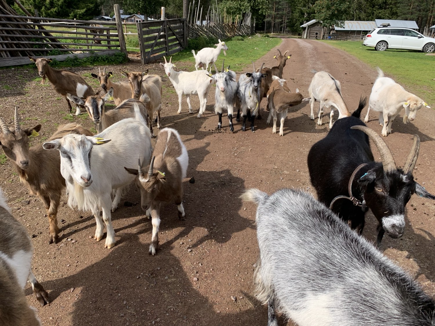 animals at Nederberga Valley