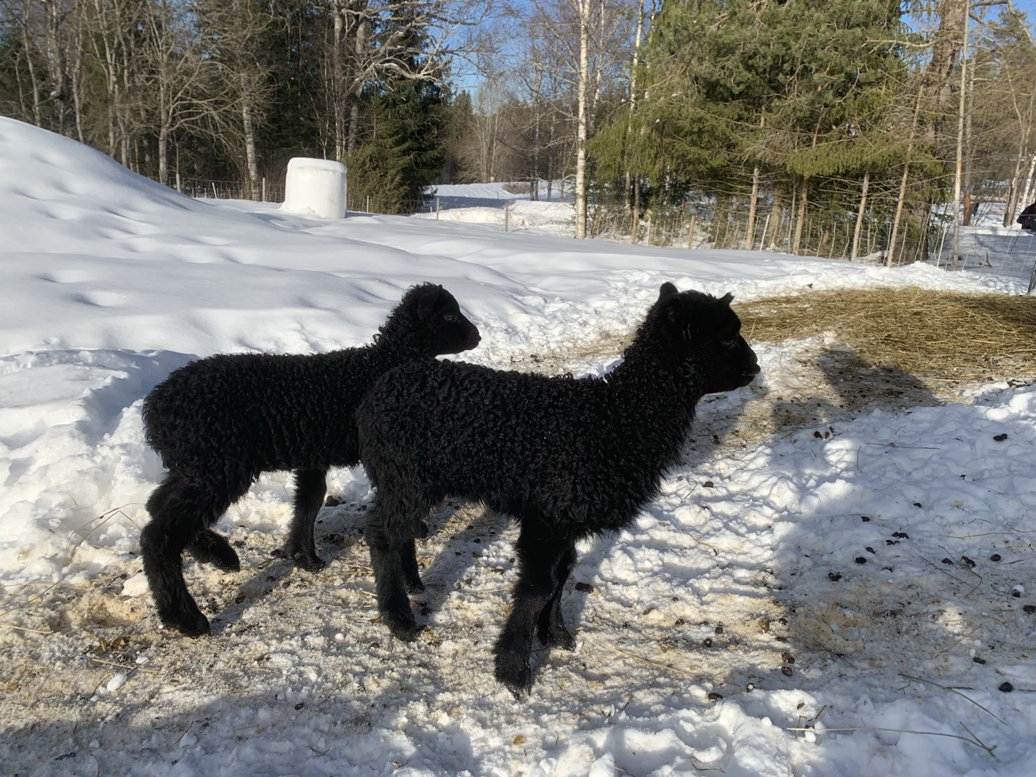 animals at Nederberga Valley