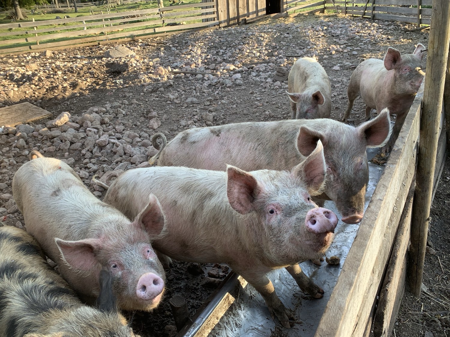 animals at Nederberga Valley