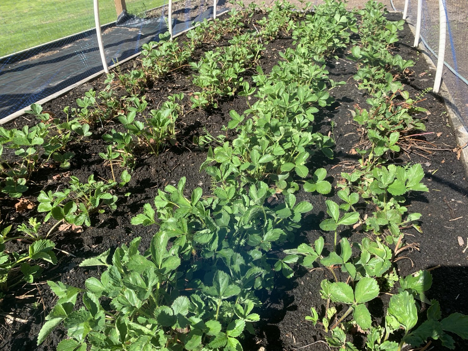 garden at Nederberga Valley