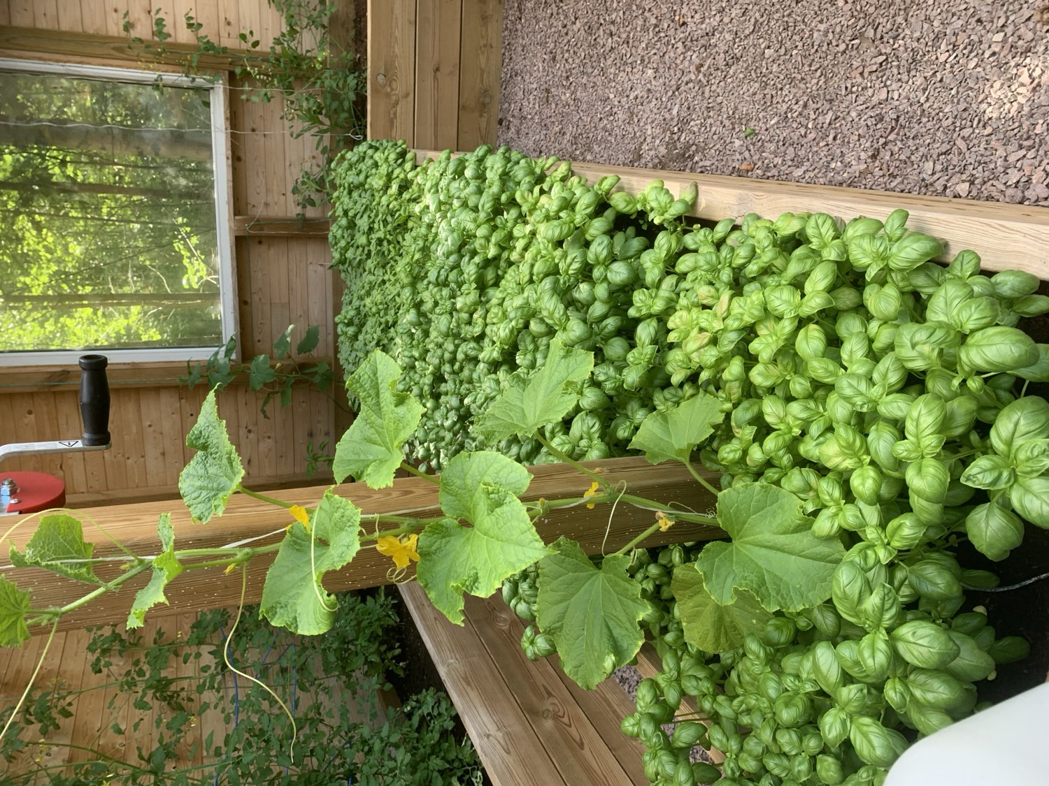 garden at Nederberga Valley