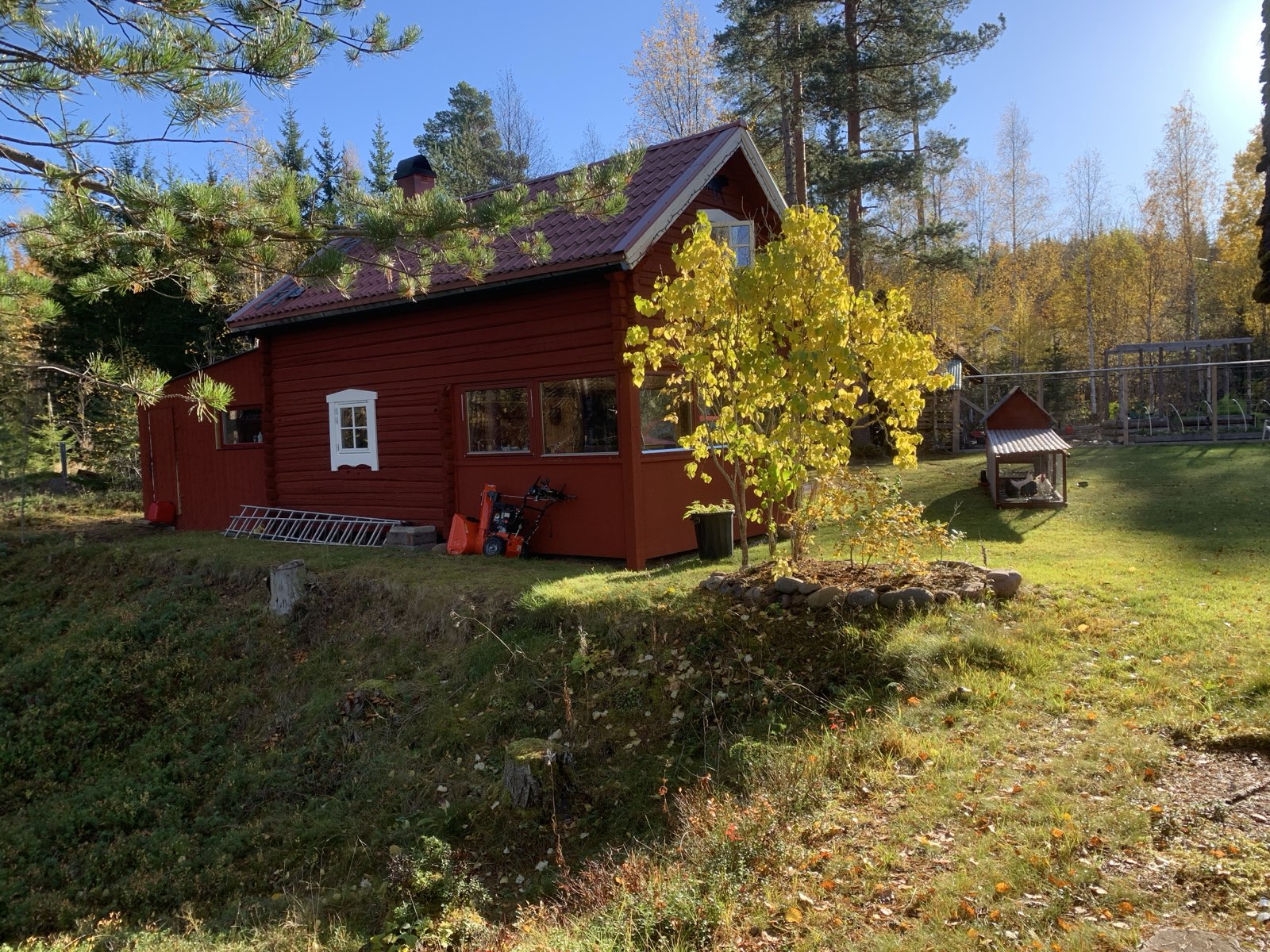 The red timber house in autumn light, a birch turning yellow beside it