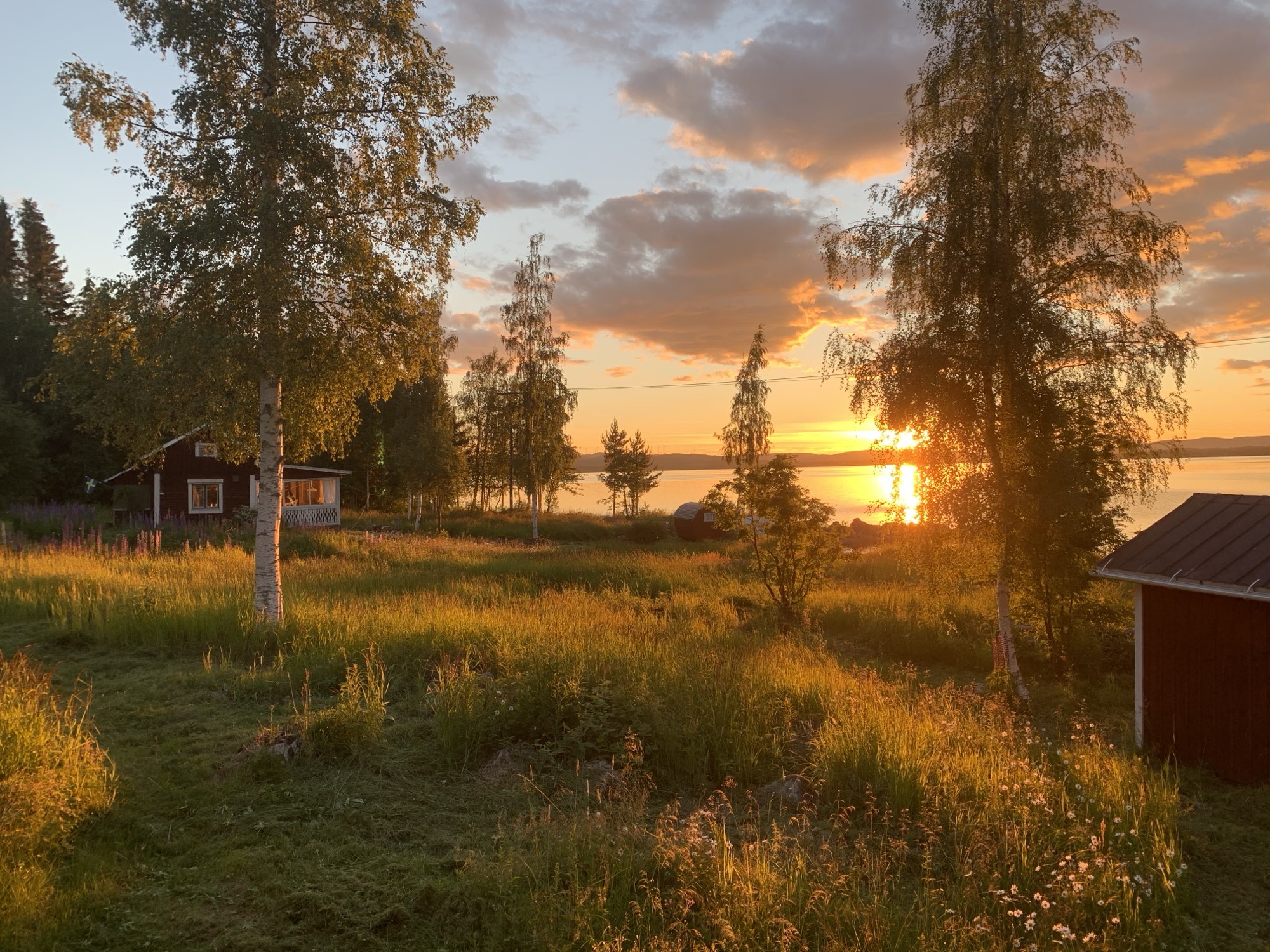 Midsummer sun setting over the river behind the house, seen through birches